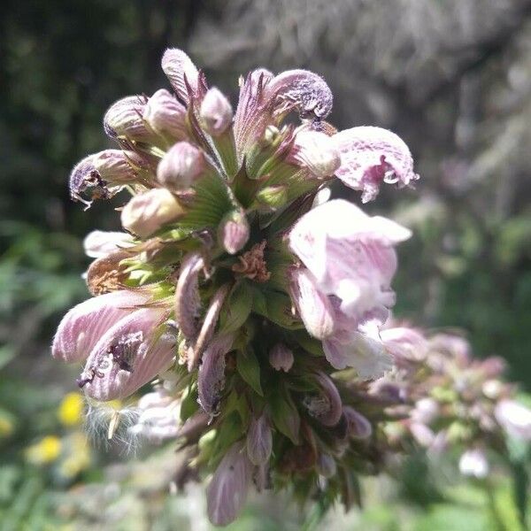 Cedronella canariensis Flors