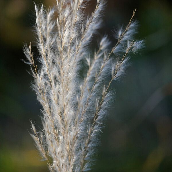 Miscanthus sacchariflorus ഫലം