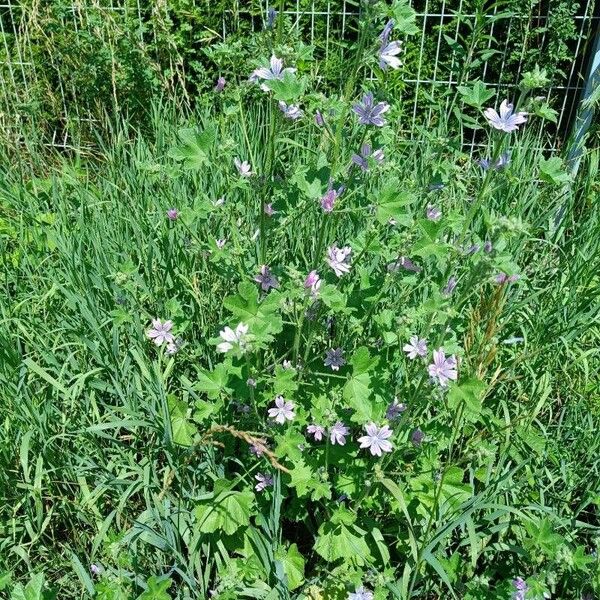 Malva sylvestris Plante entière