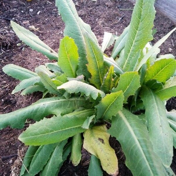 Lactuca serriola ᱥᱟᱠᱟᱢ