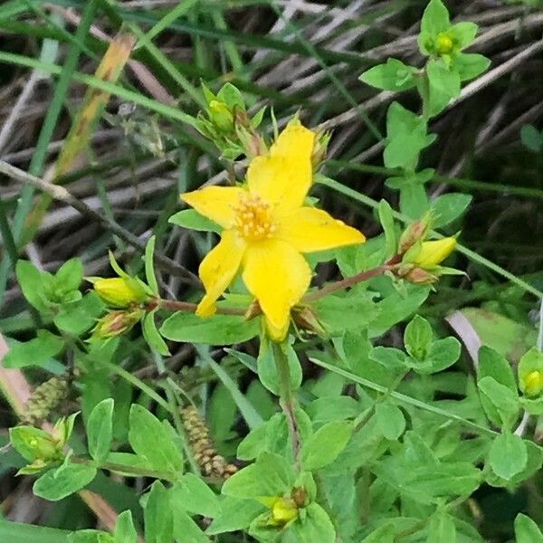 Hypericum humifusum Flower