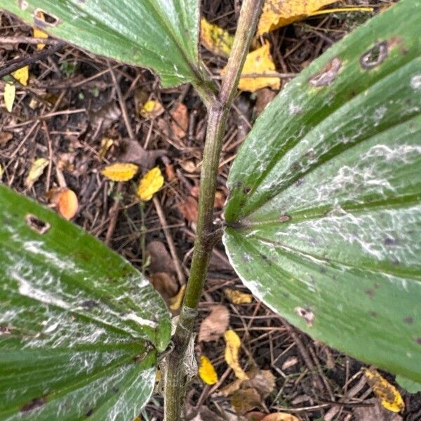 Maianthemum racemosum Kora