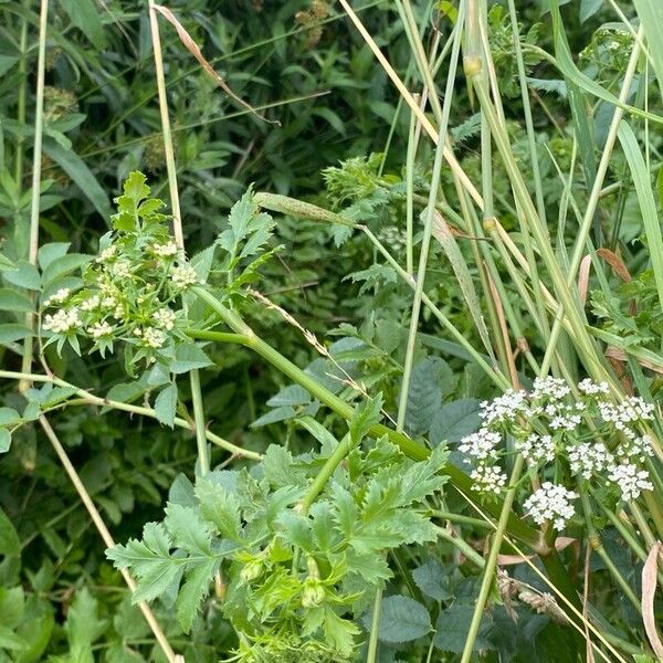 Berula erecta Φύλλο