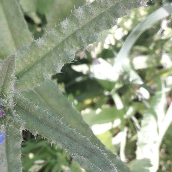 Anchusa arvensis Hoja