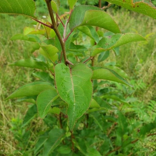 Pyrus calleryana Leaf