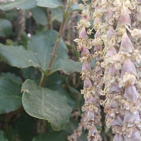 Garrya elliptica Leaf