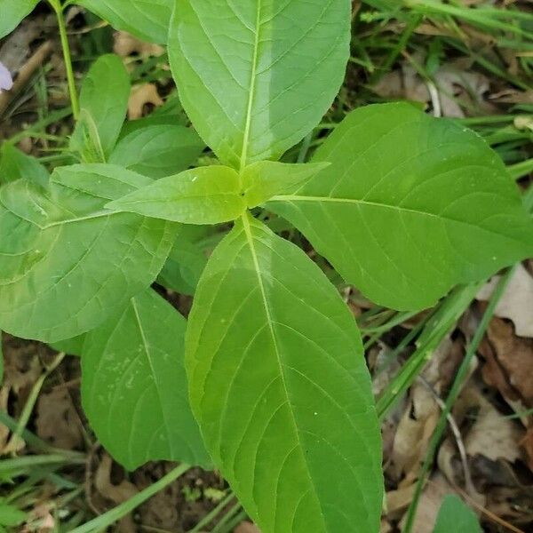 Ruellia strepens Leaf