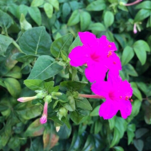 Mirabilis jalapa Blüte