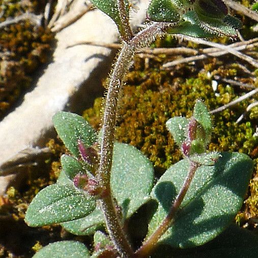 Chaenorhinum rubrifolium ശീലം