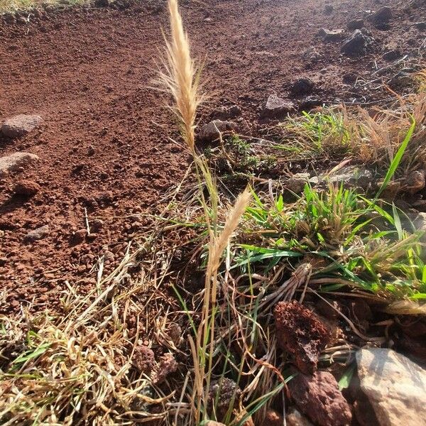 Aristida adoensis Natur