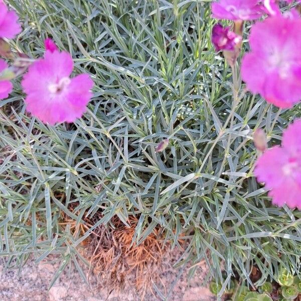 Dianthus gratianopolitanus Liść