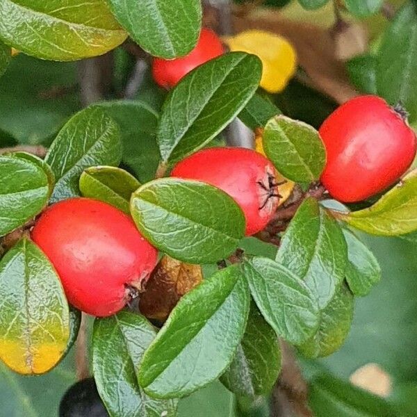 Cotoneaster dammeri ফল