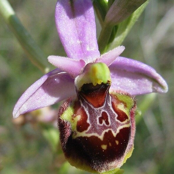 Ophrys × minuticauda Цветок