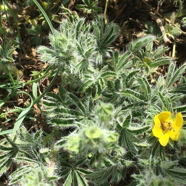 Potentilla hirta Habit