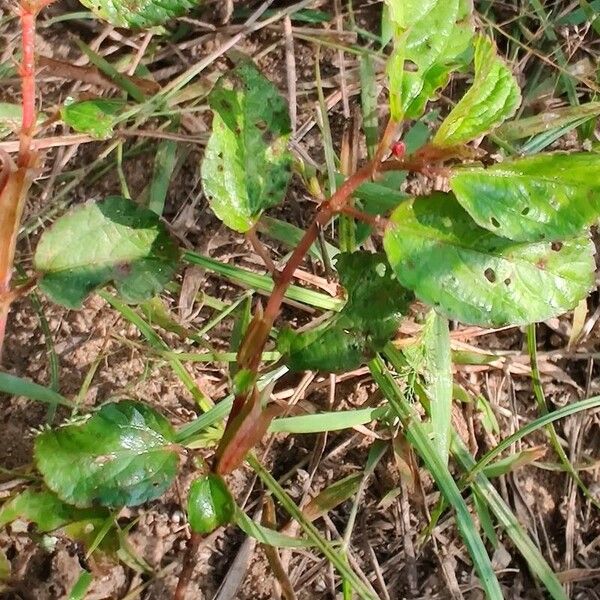 Corchorus aestuans Leaf