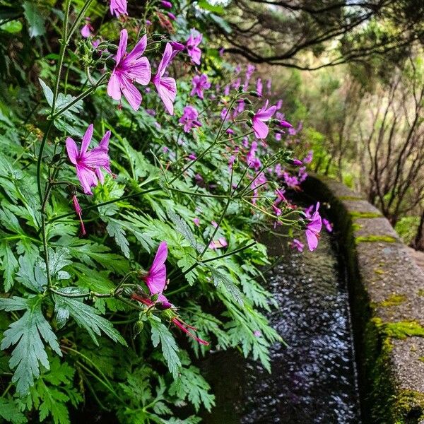 Geranium maderense Flower