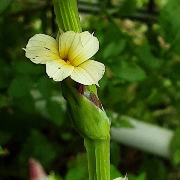 Sisyrinchium striatum Flower