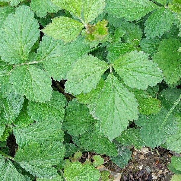 Geum heterocarpum Leaf