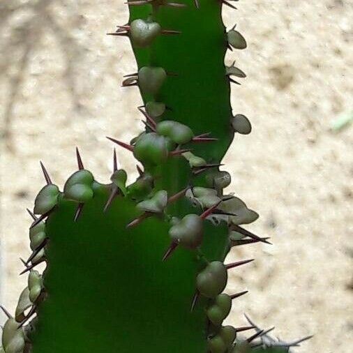 Euphorbia triangularis Leaf