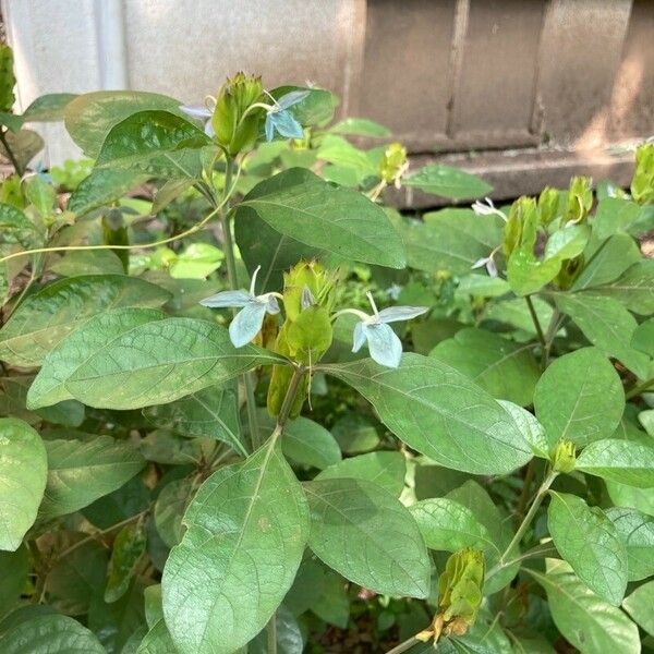 Ecbolium viride Flor