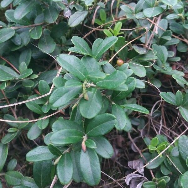 Ilex vomitoria Blad