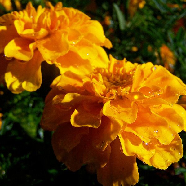 Tagetes erecta Kwiat