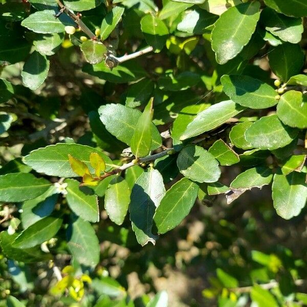 Ilex vomitoria Blatt