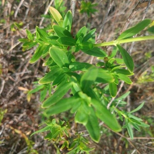 Spermacoce verticillata Leaf