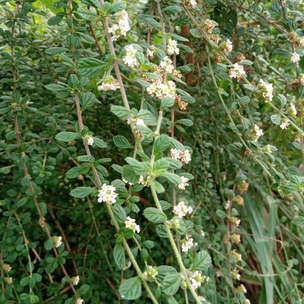 Lippia micromera Feuille