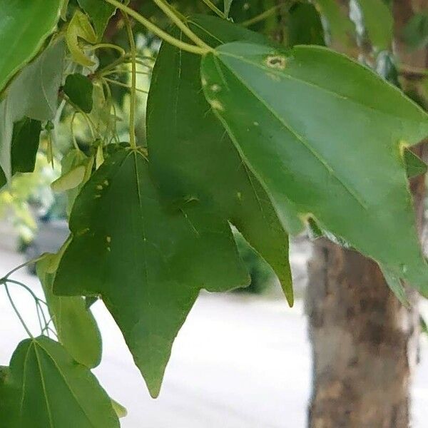 Acer buergerianum Folha