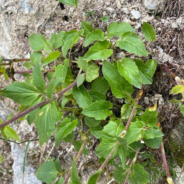 Valeriana tripteris Лист