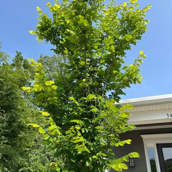 Ulmus americana Buveinė