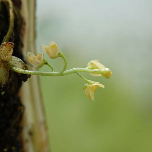 Utricularia foliosa Habit