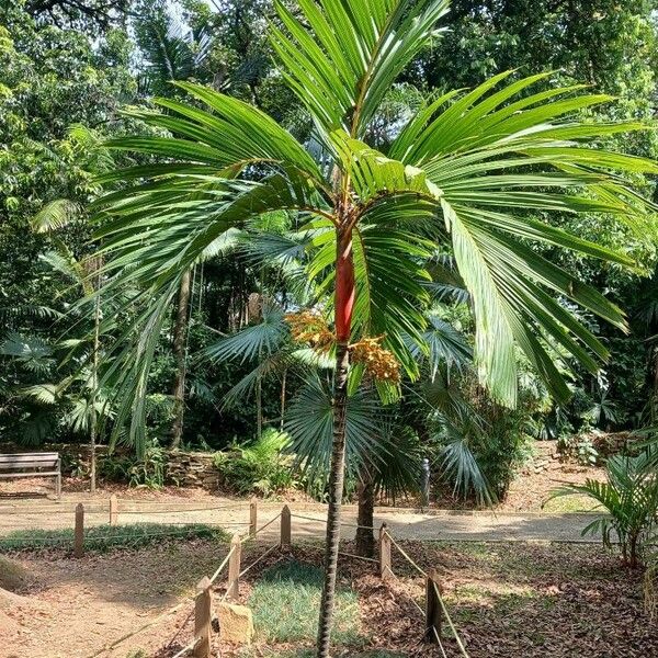 Areca vestiaria Fruit