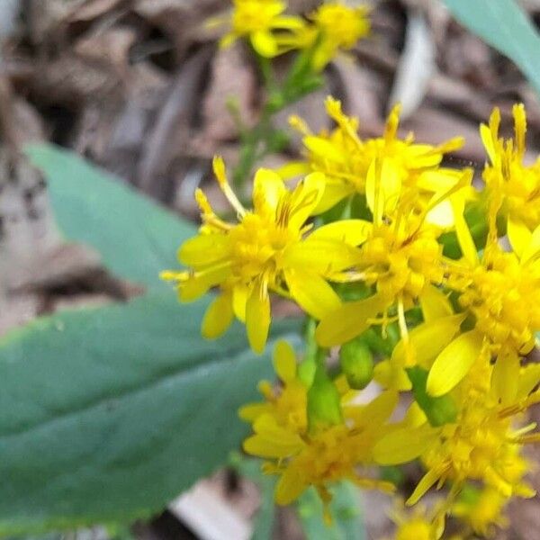 Solidago flexicaulis Blomst