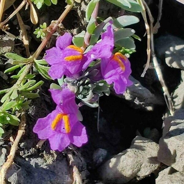Linaria alpina Flor