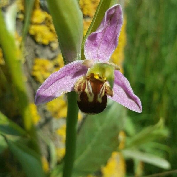 Ophrys apifera Cvet