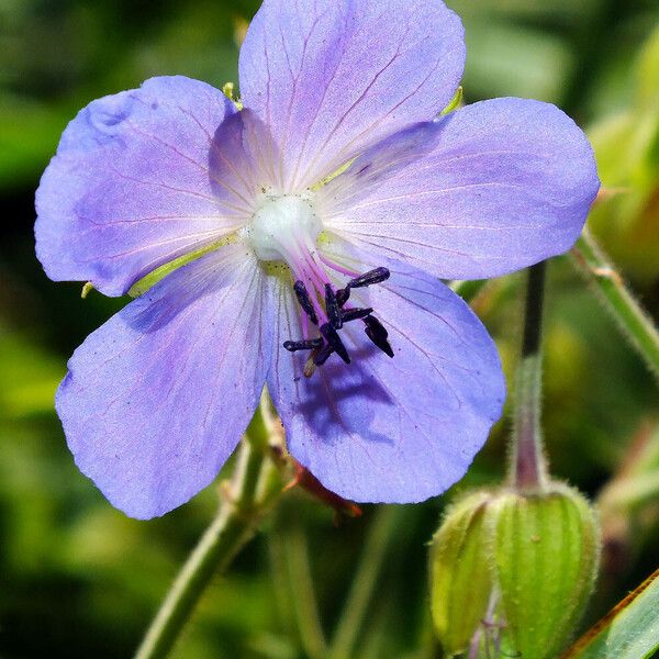 Geranium pratense പുഷ്പം