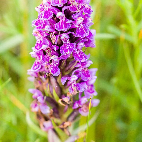 Dactylorhiza incarnata Квітка