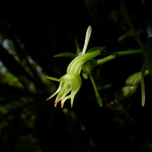 Angraecum calceolus Blomst