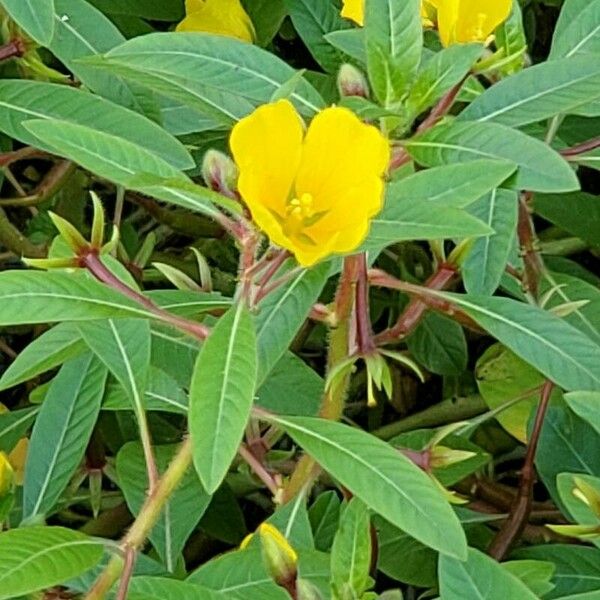 Ludwigia grandiflora Leaf