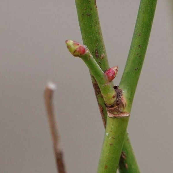 Rosa abietina പുറംതൊലി