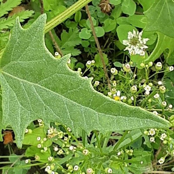 Atriplex micrantha Leaf