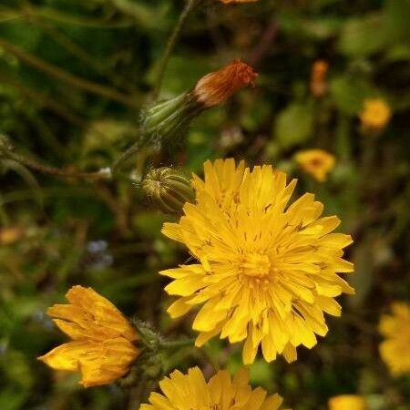 Crepis setosa 花