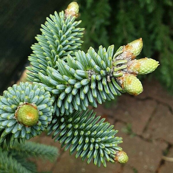 Abies pinsapo Leaf