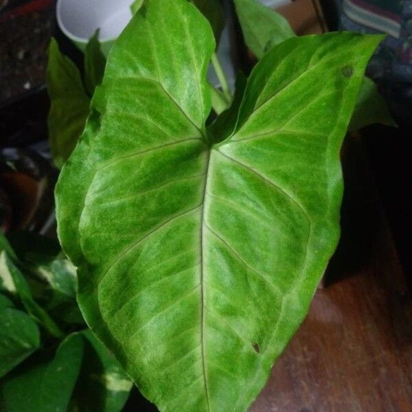 Syngonium podophyllum Blad