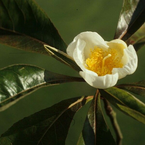 Franklinia alatamaha Λουλούδι