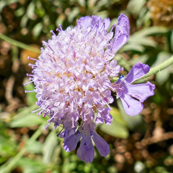 Lomelosia cretica Fiore