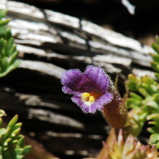 Orobanche uniflora Flor