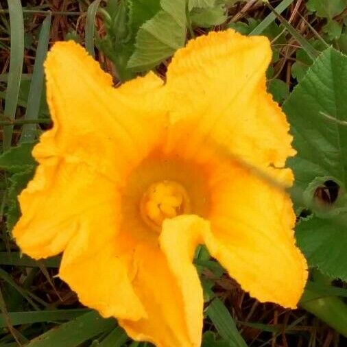 Cucurbita pepo Flower